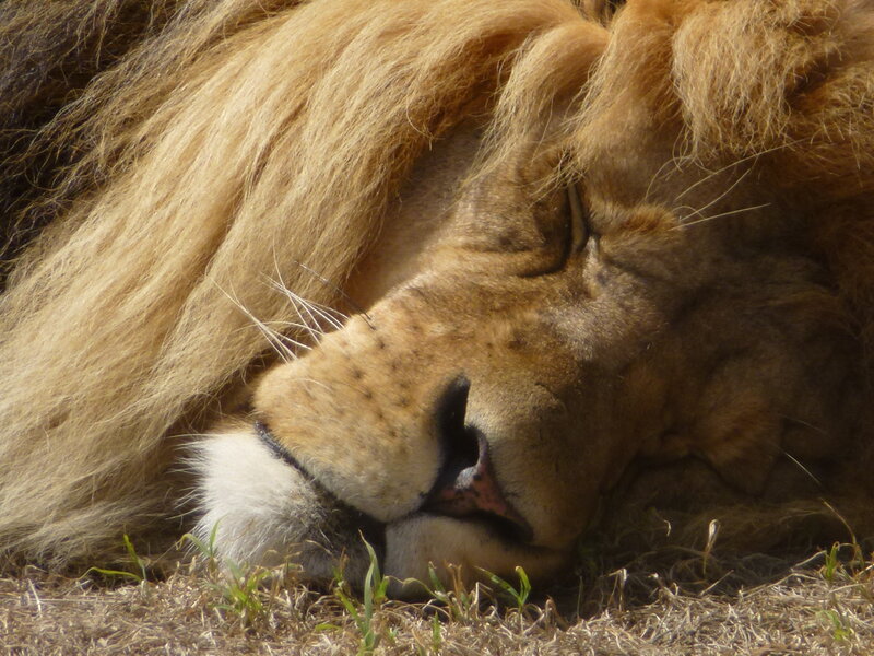 Sleeping Male Lion — Brown, Peaceful, Afternoon, Photograph