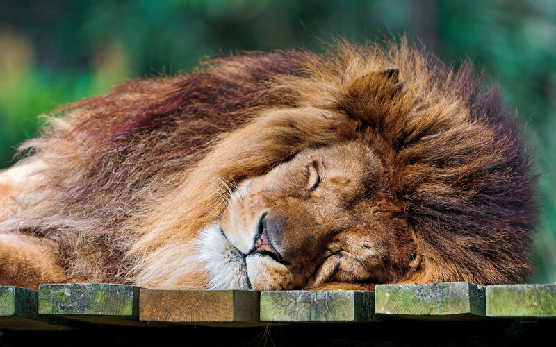Sleeping Male Lion — Brown, Peaceful, Afternoon