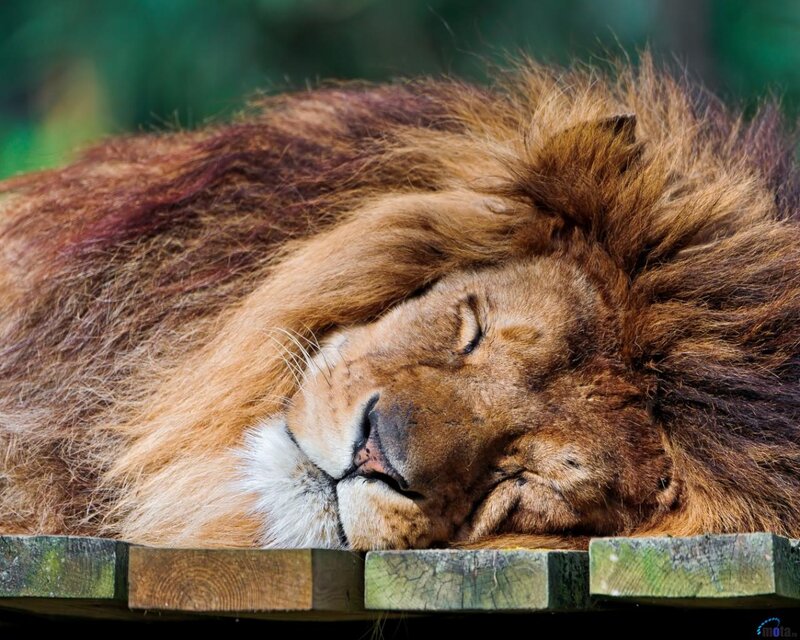 Sleeping Male Lion — Brown, Peaceful, Photograph, Wooden Platform