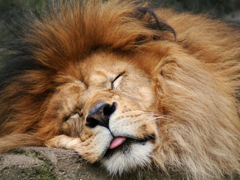 Sleeping Male Lion — Brown, Peaceful