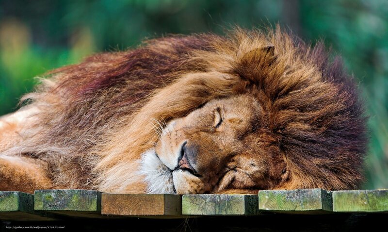 Sleeping Male Lion — Brown, Serene
