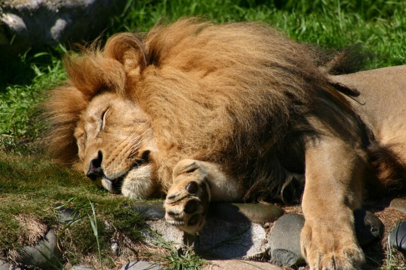 Sleeping Male Lion
