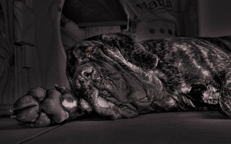 sleeping mastiff dog