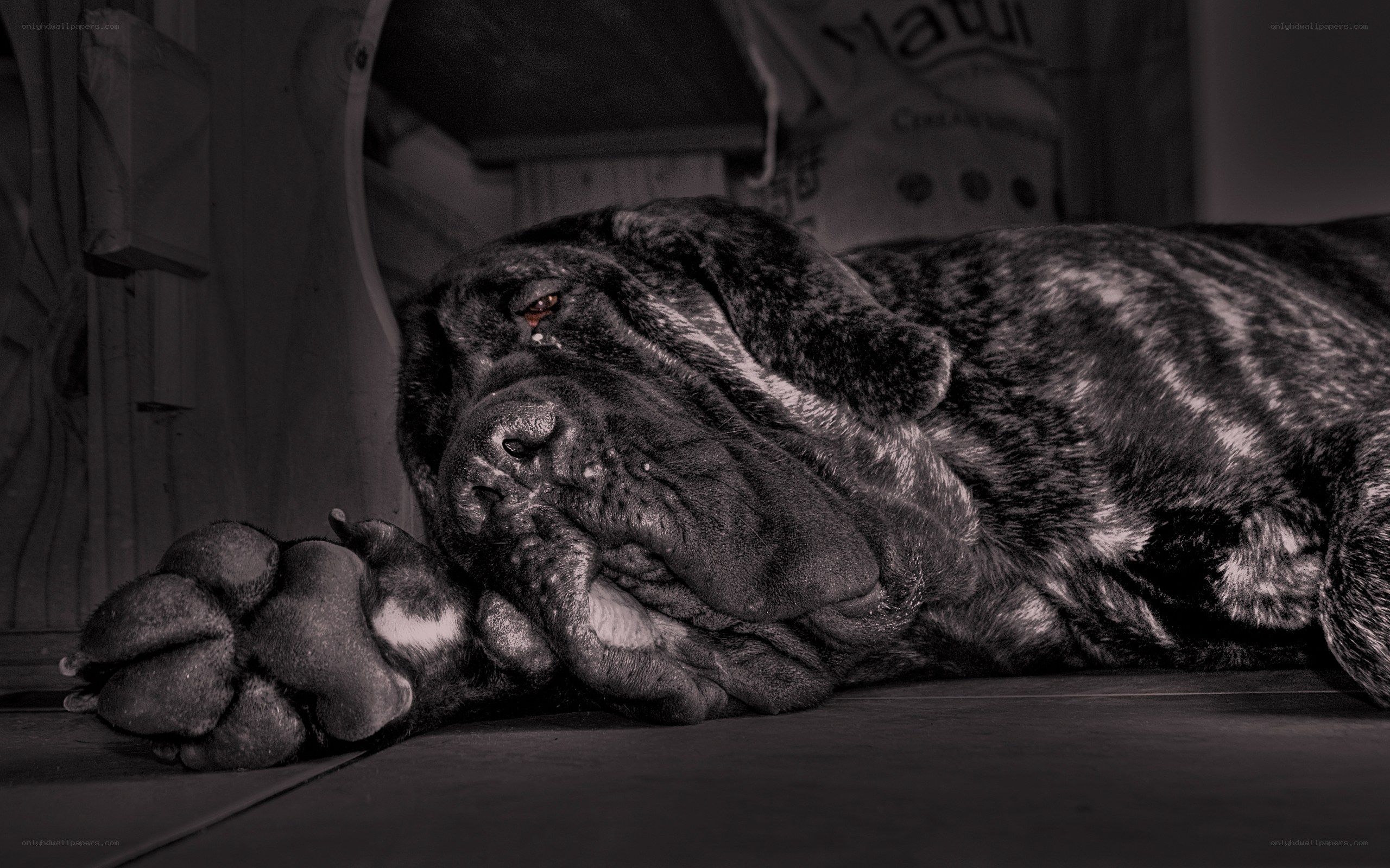 sleeping mastiff dog