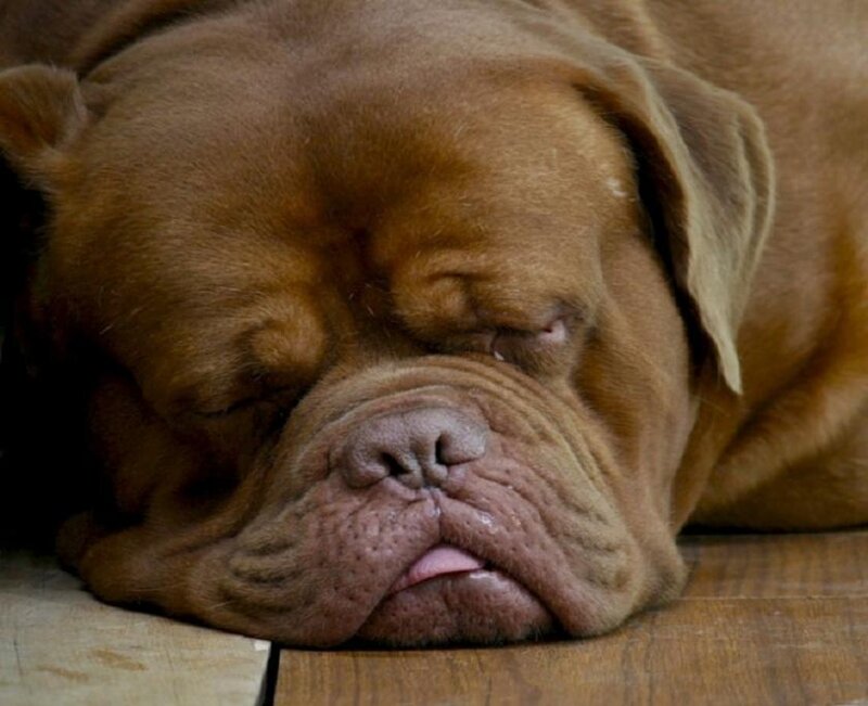 Sleeping Mastiff Dog — Brown