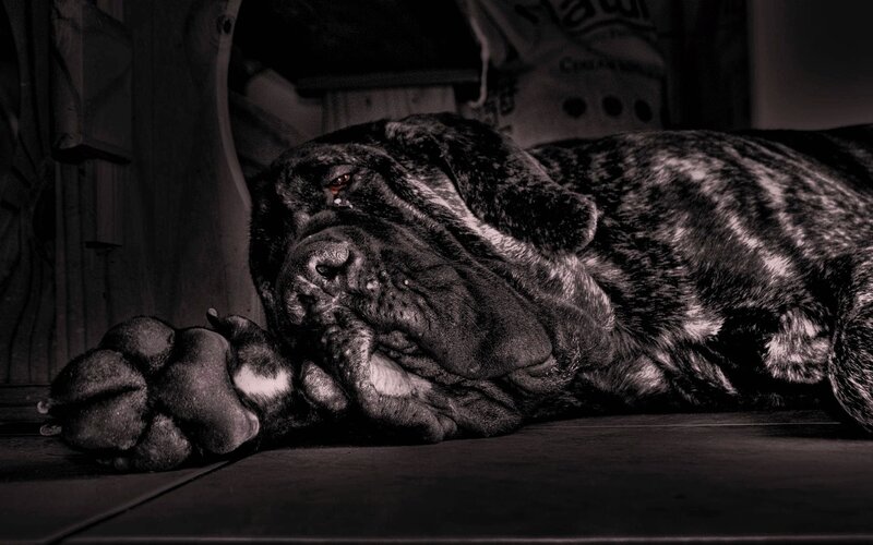 sleeping mastiff dog