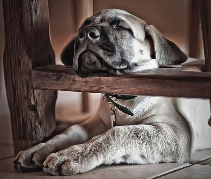 Sleeping Mastiff Puppy