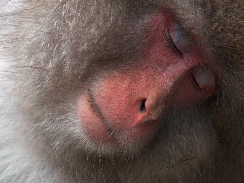 sleeping monkey face