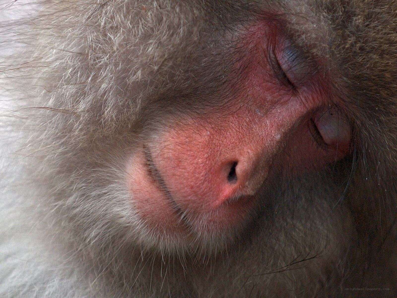 sleeping monkey face