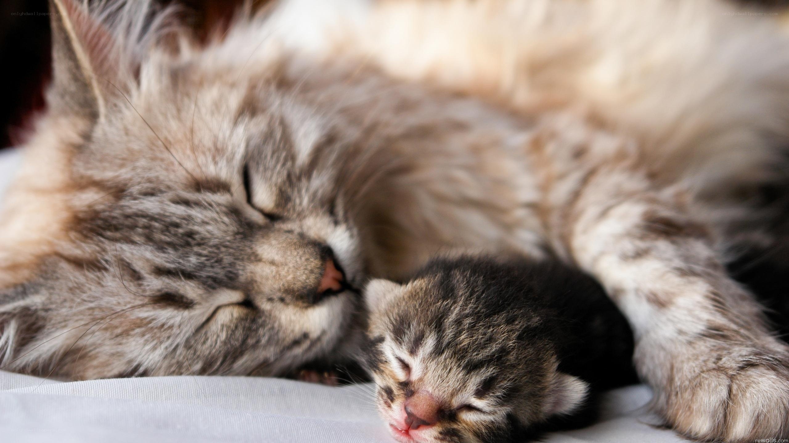 Sleeping mother cat with kitten
