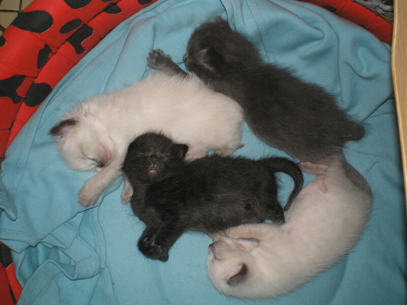 Sleeping newborn kittens