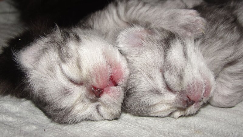 Sleeping newborn kittens