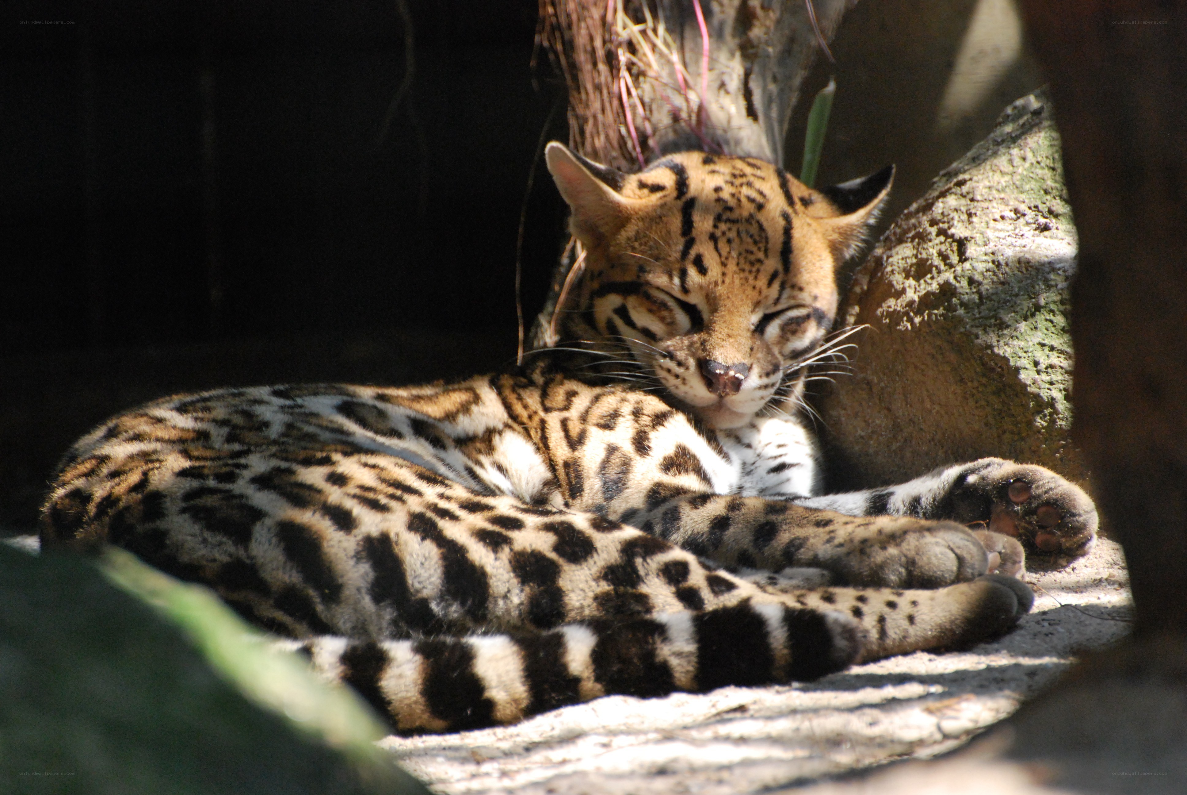 Sleeping ocelot in sunlight