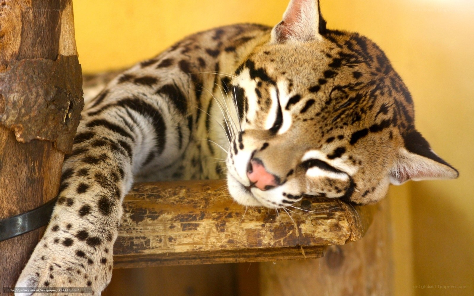 Sleeping ocelot on wooden perch