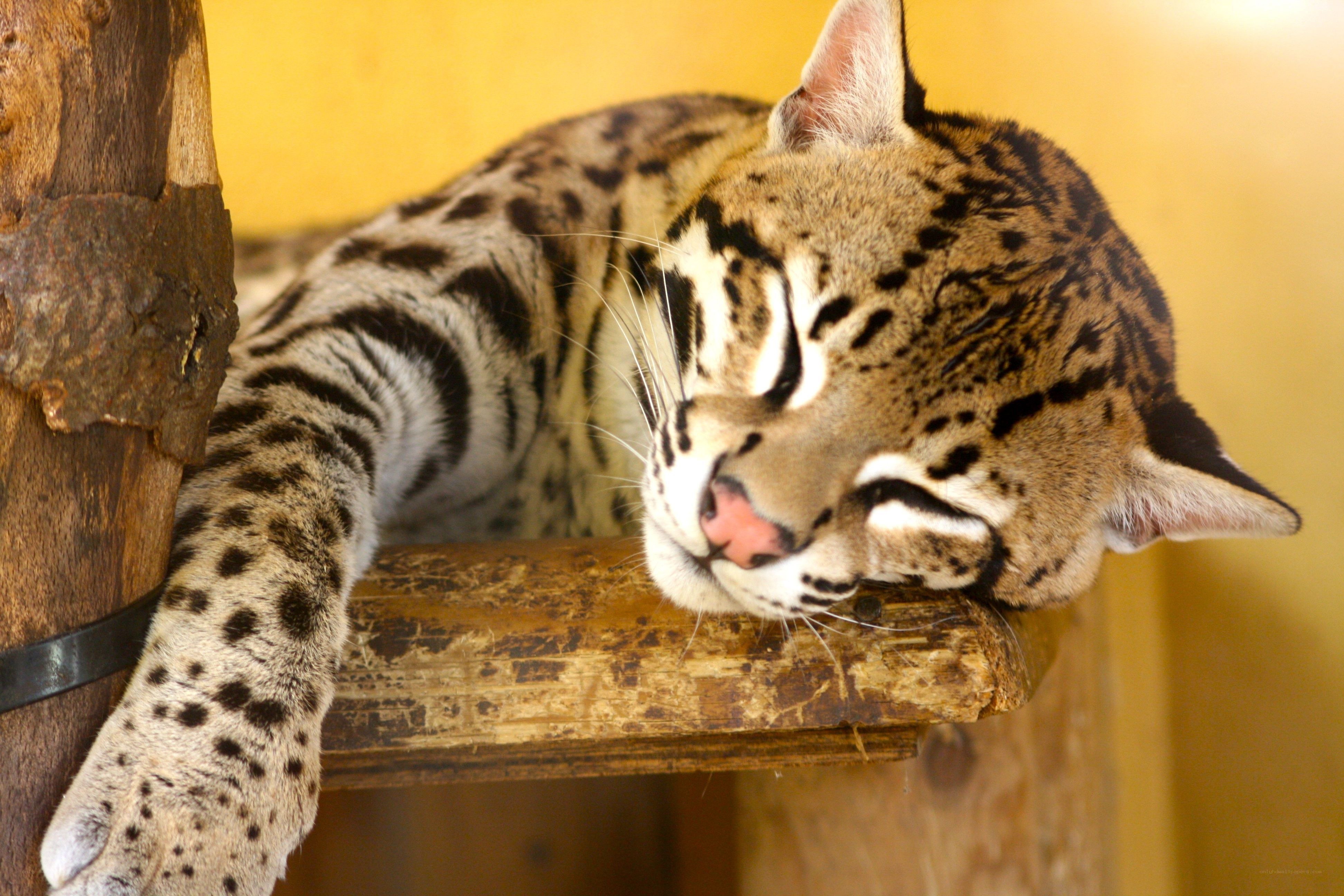 Sleeping ocelot on wooden perch