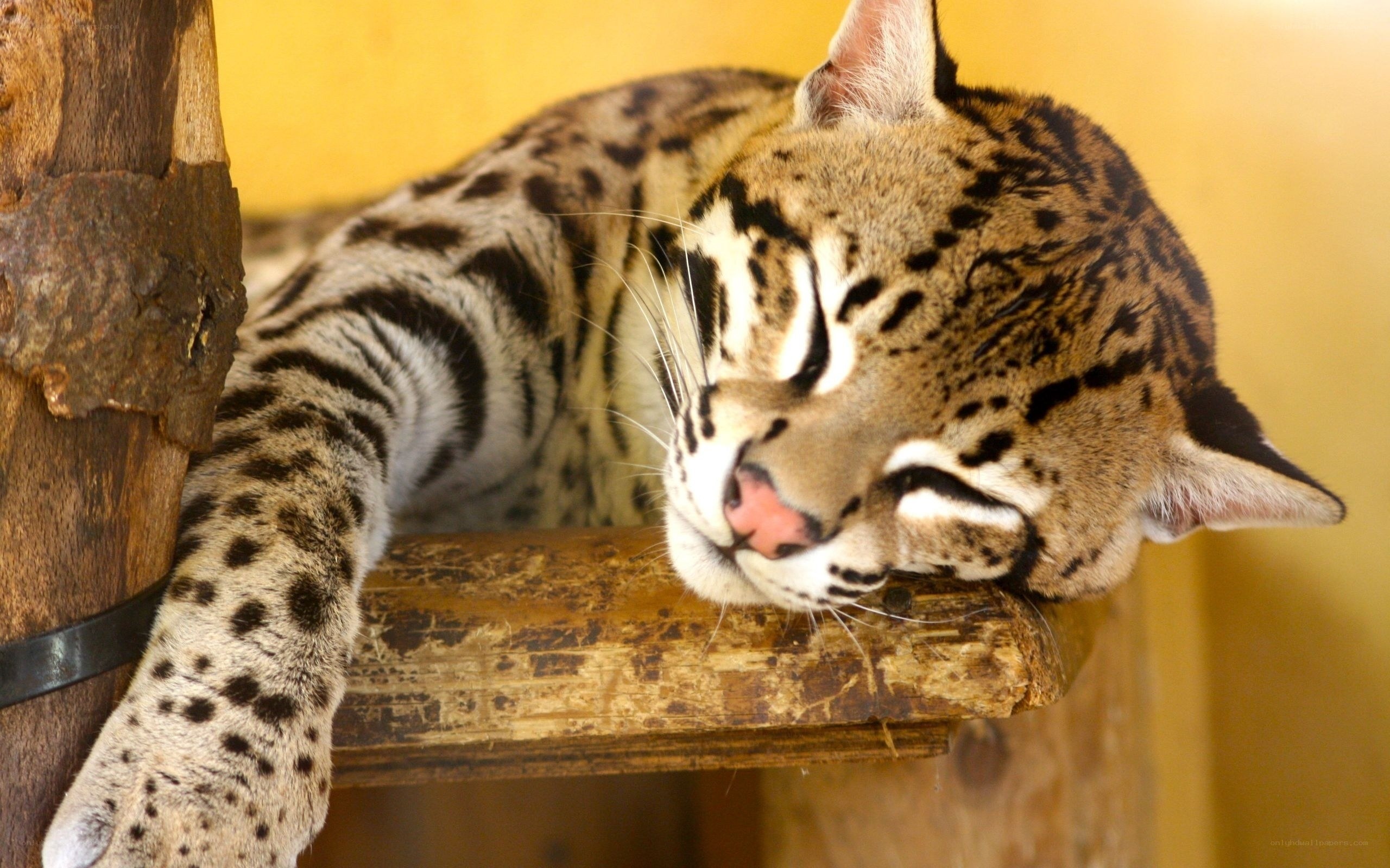 Sleeping ocelot on wooden perch