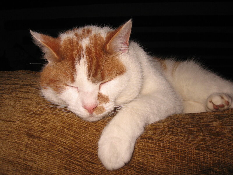 Sleeping orange and white cat