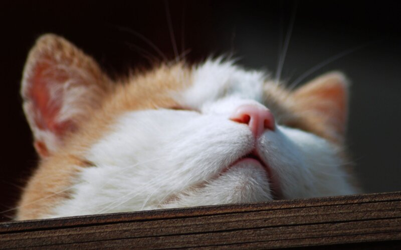 Sleeping Orange and White Cat — Peaceful, Afternoon