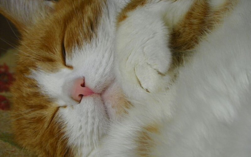 Sleeping Orange and White Cat — Peaceful, Photograph