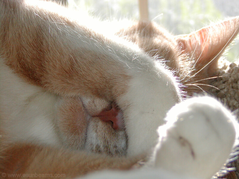Sleeping Orange and White Cat — Peaceful