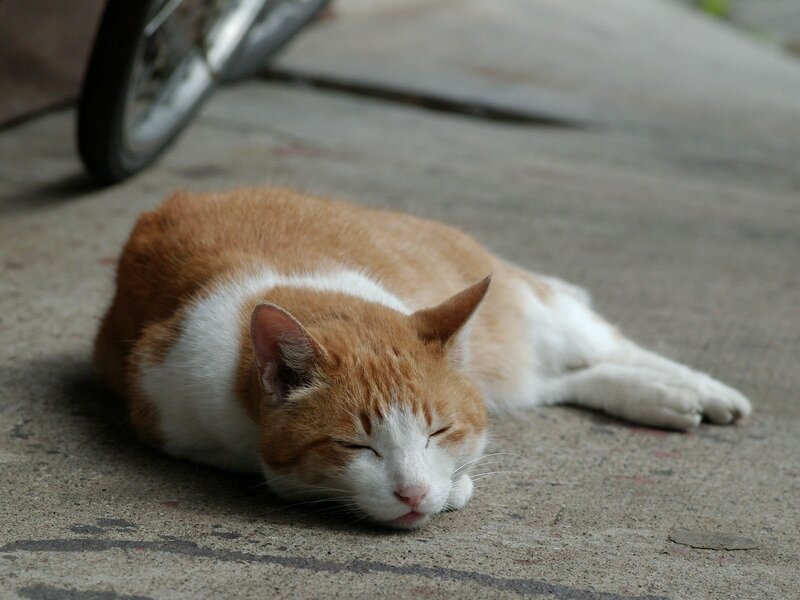 Sleeping orange and white cat