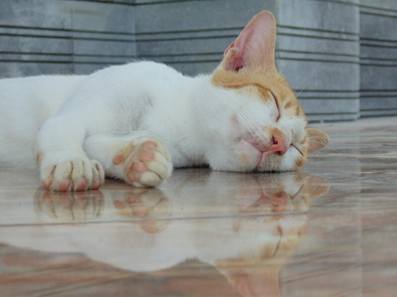 Sleeping Orange-and-white Cat — White