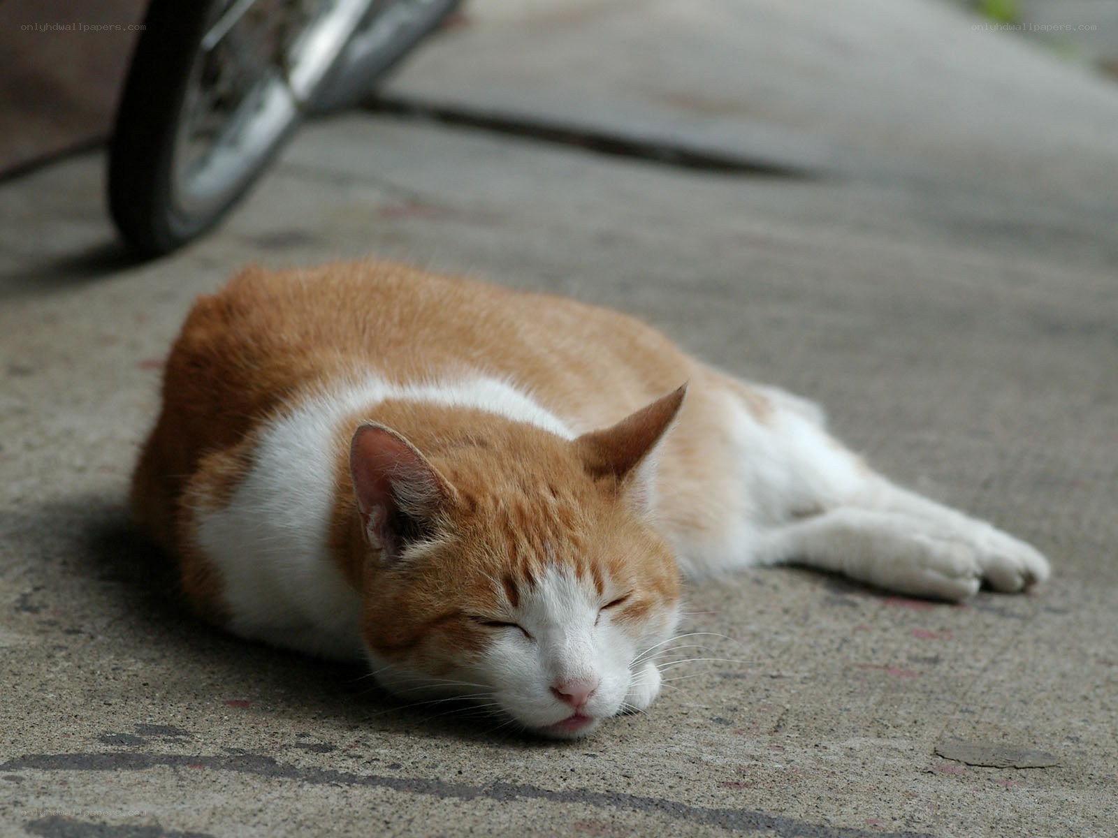 Sleeping orange and white cat