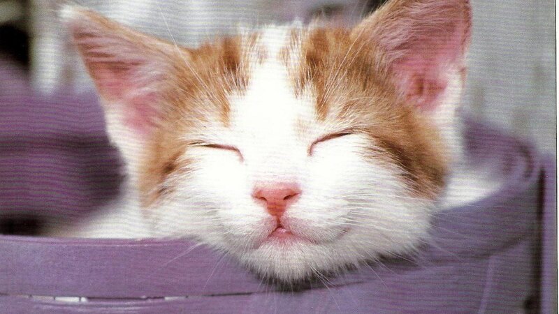 Sleeping Orange-and-white Kitten