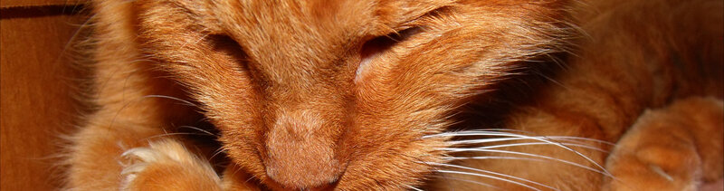 sleeping orange cat