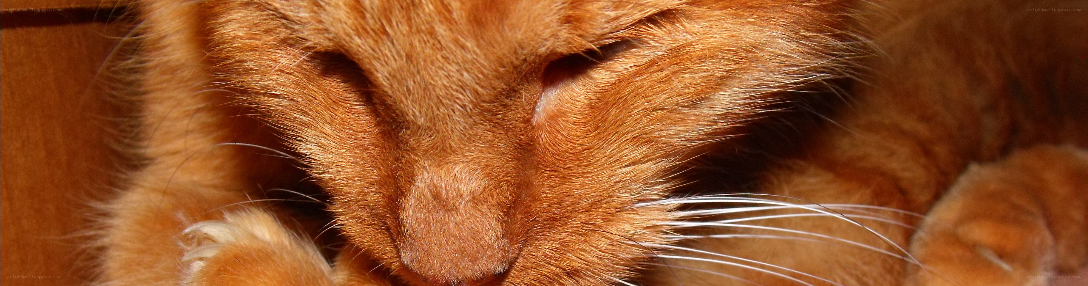 sleeping orange cat