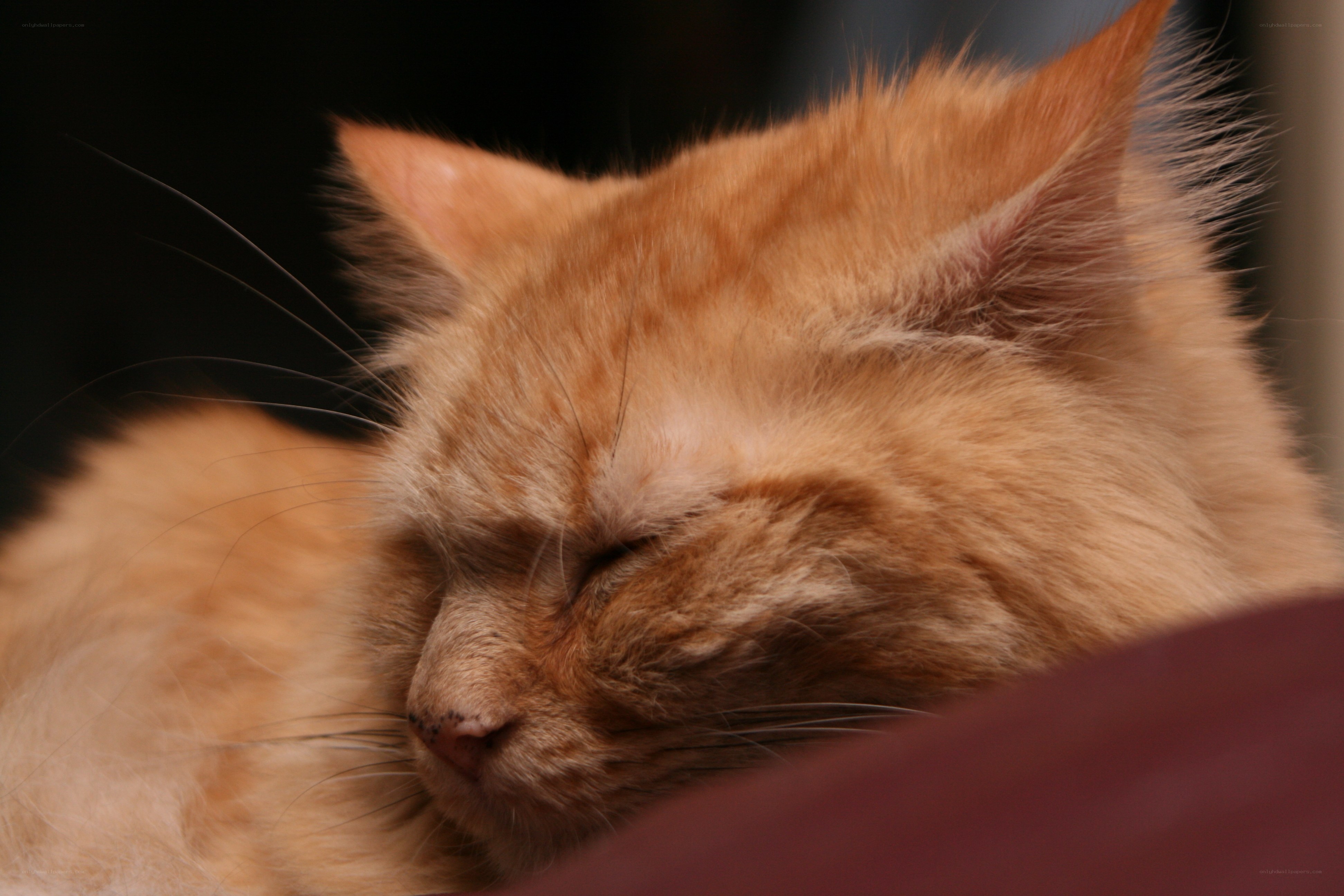 Sleeping orange cat