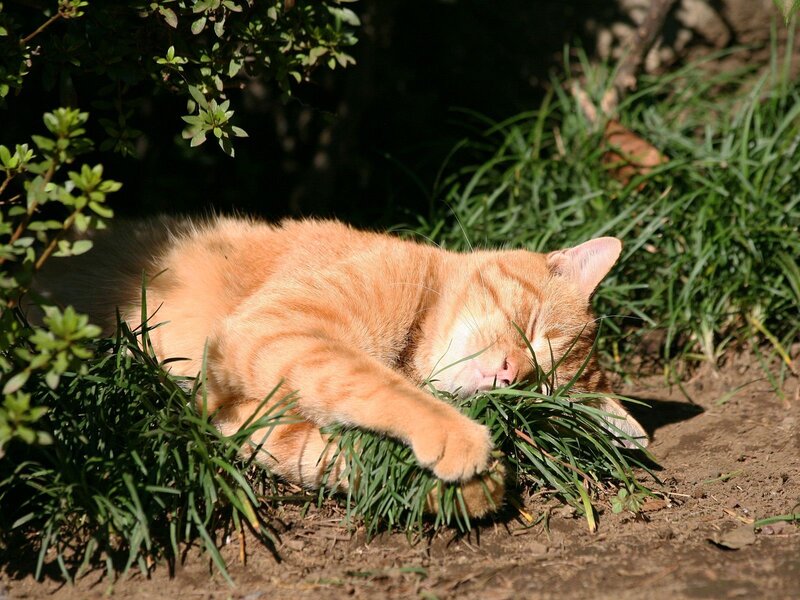 Sleeping orange cat in grass