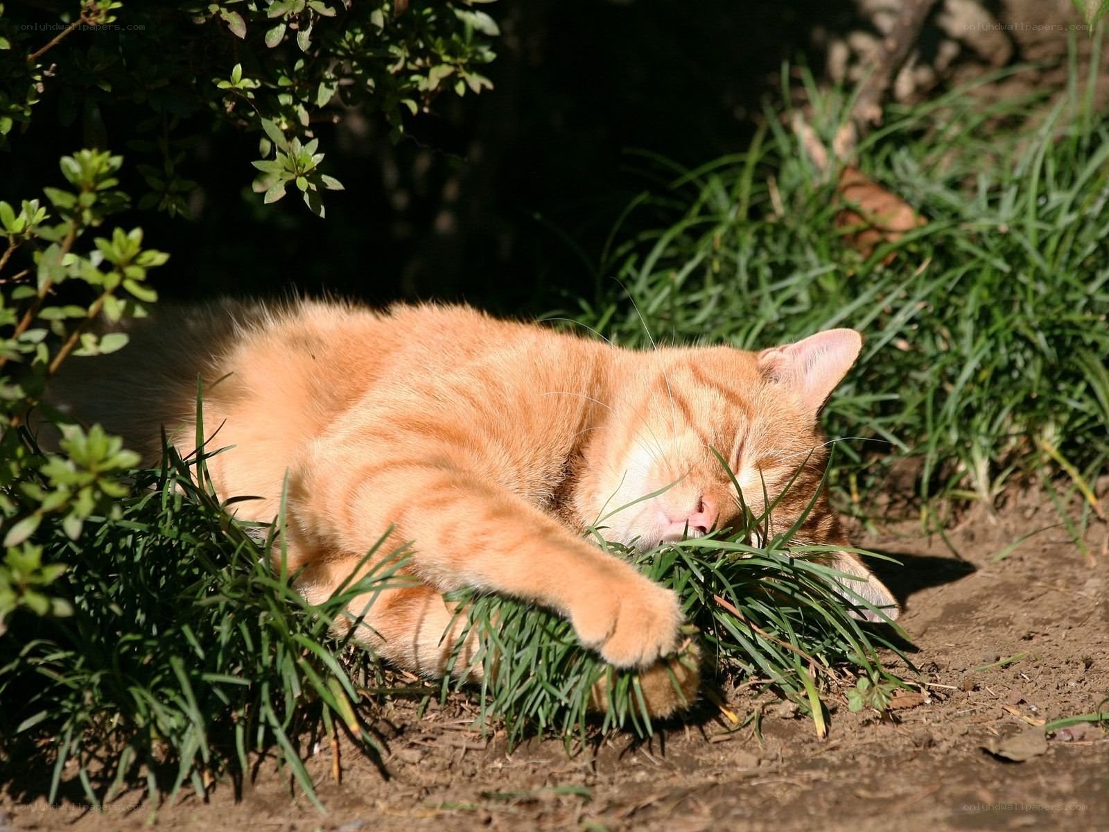 Sleeping orange cat in grass
