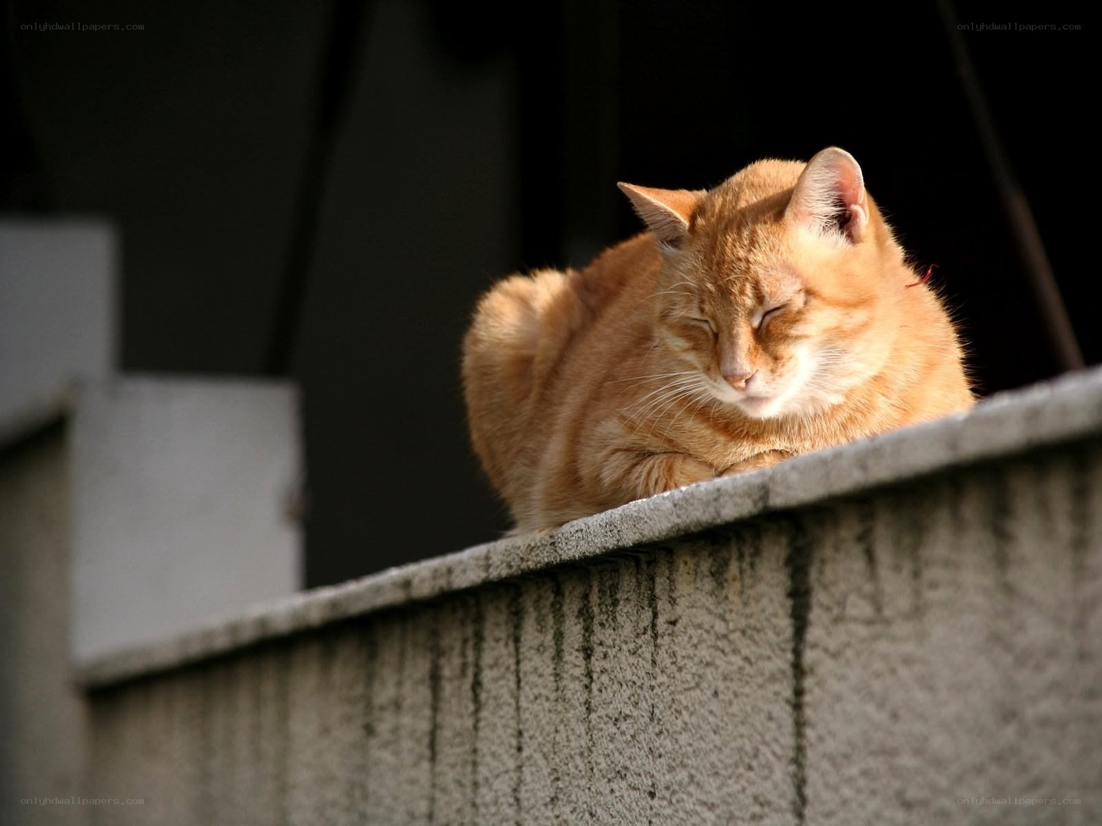 Sleeping orange cat on wall
