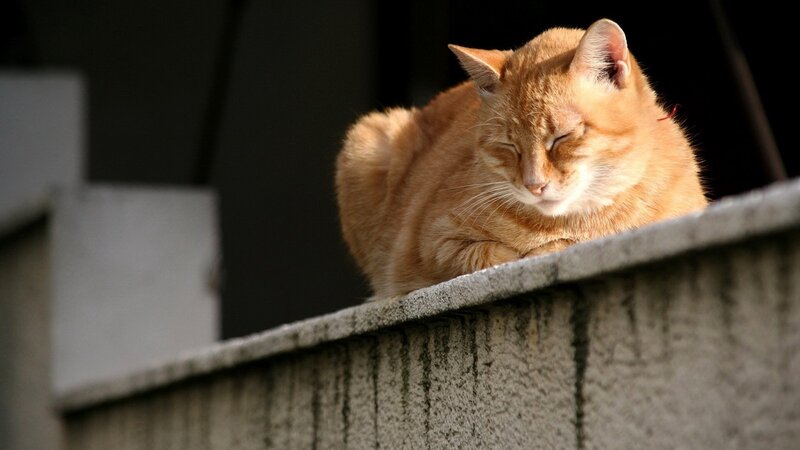 Sleeping orange cat on wall
