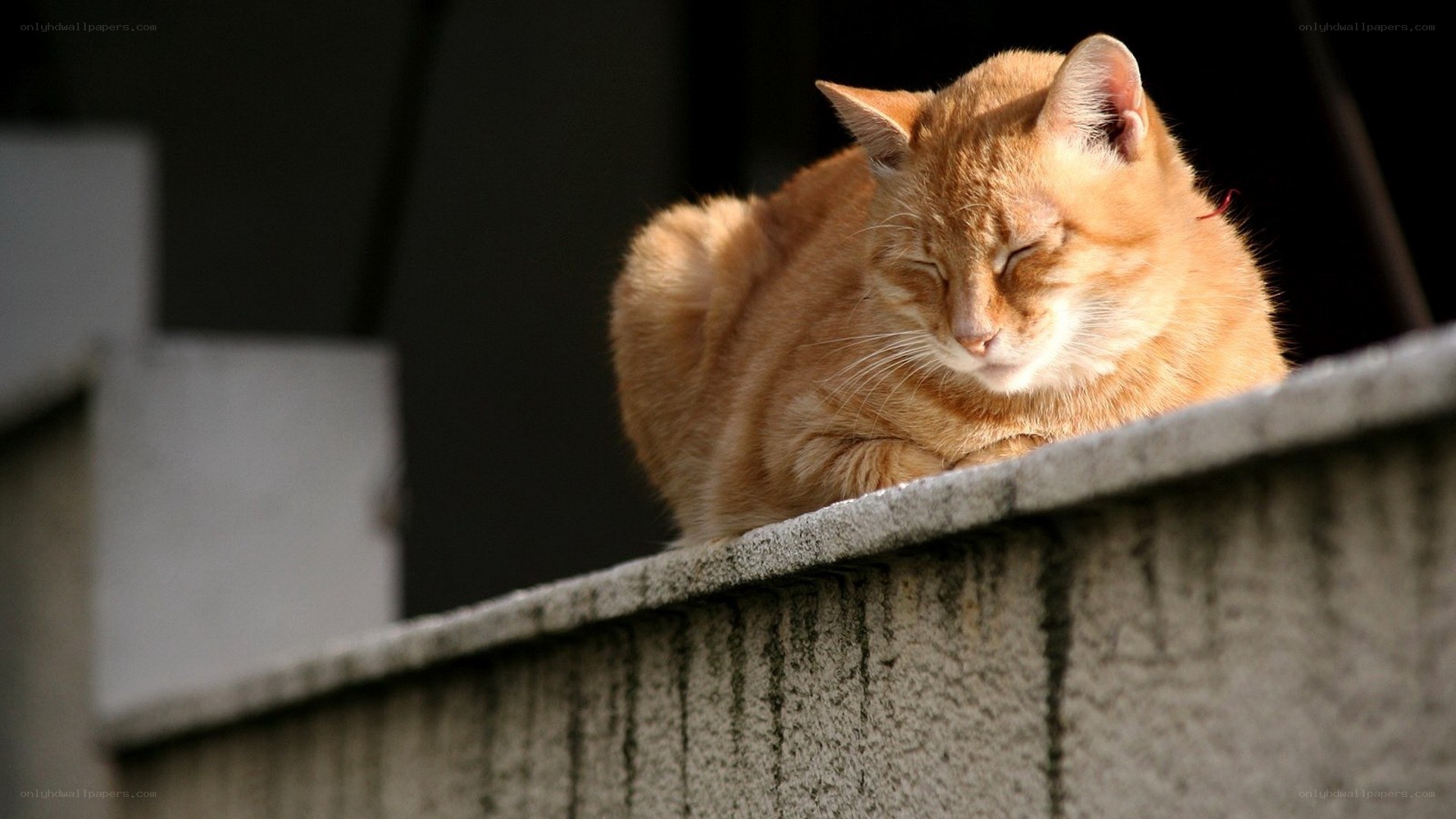 Sleeping orange cat on wall