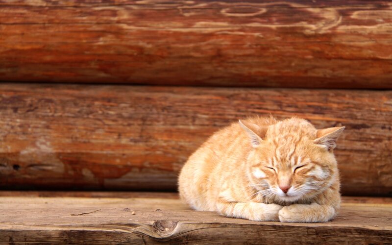 Sleeping orange cat on wood