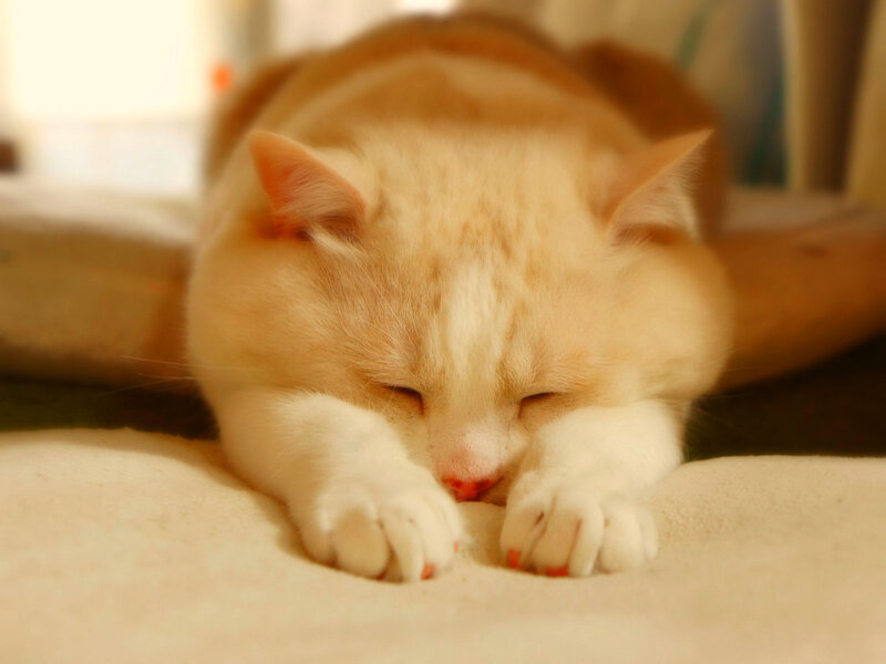 Sleeping Orange Cat — Peaceful, Morning