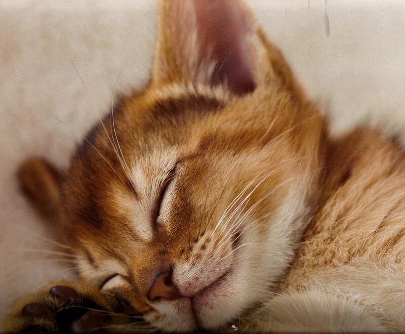 Sleeping Orange Cat — Peaceful, Photograph, Paw