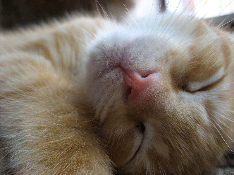 Sleeping Orange Cat — Peaceful, Photograph