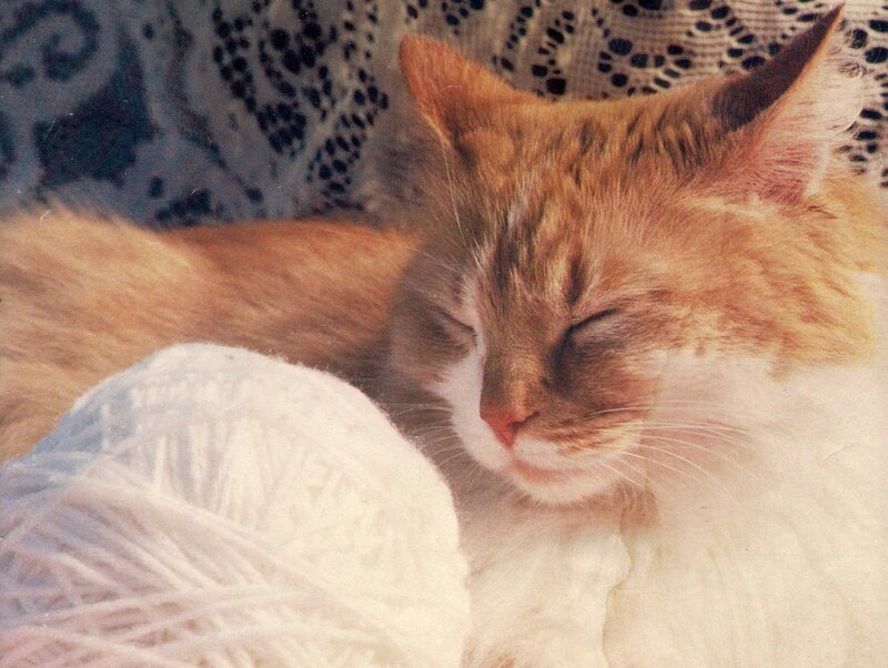 Sleeping Orange Cat — Peaceful, Photograph, Yarn Ball