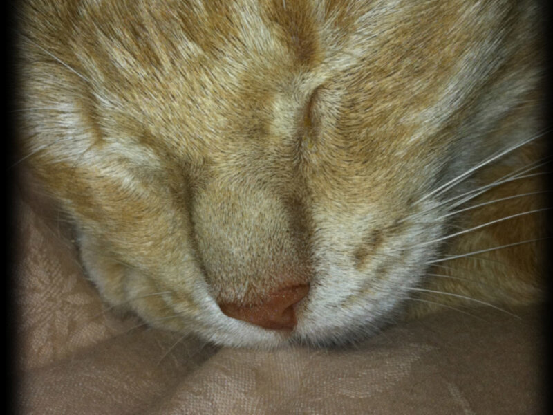 Sleeping Orange Cat — Peaceful