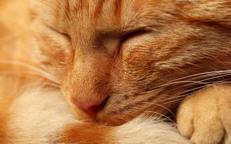 Sleeping Orange Cat — Serene