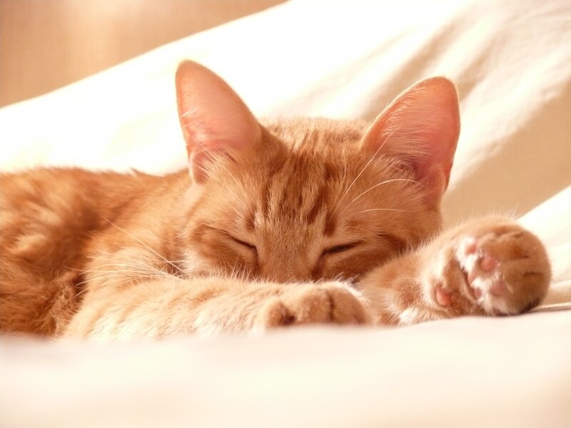Sleeping orange cat