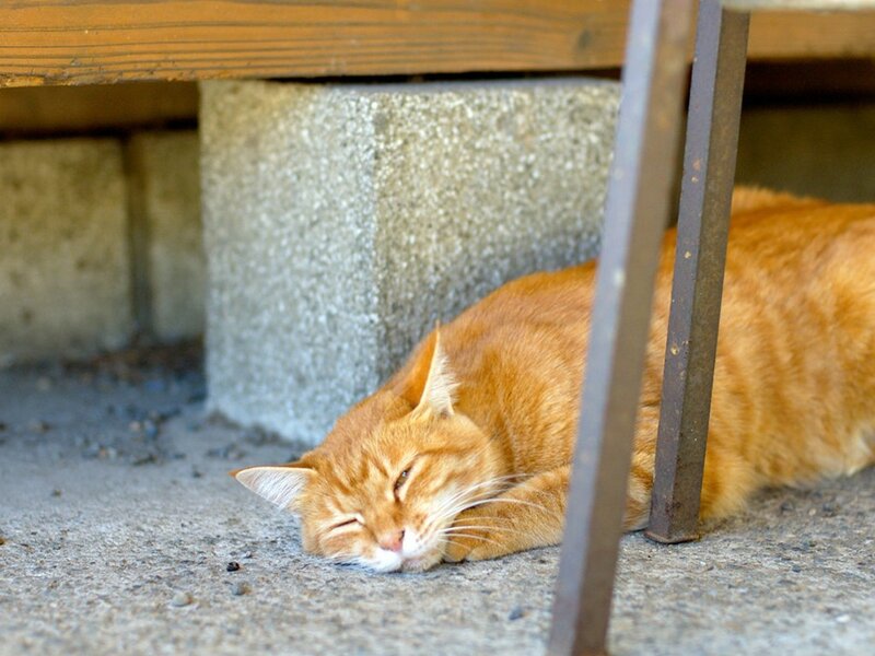 Sleeping orange cat under table