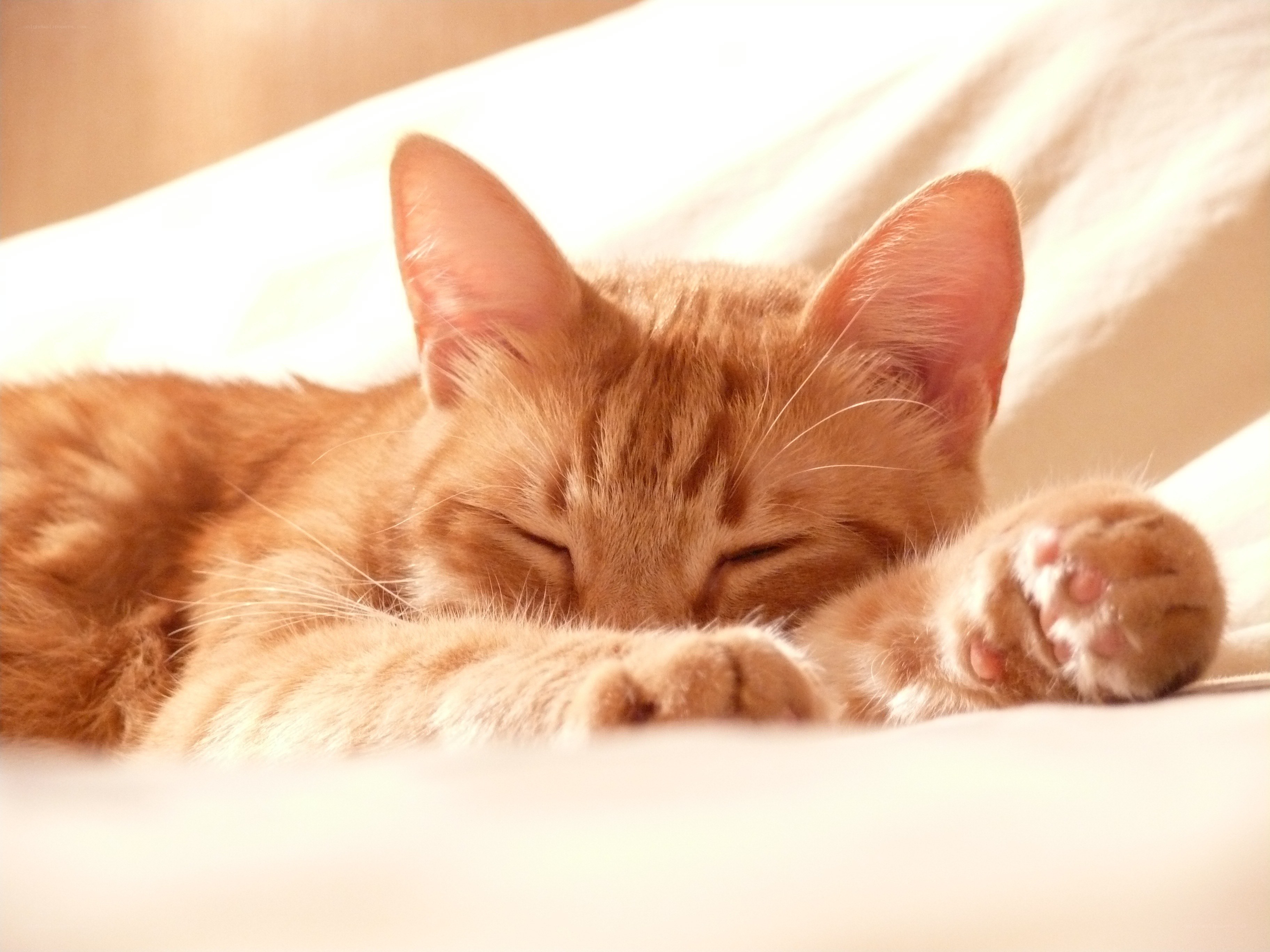 Sleeping orange cat