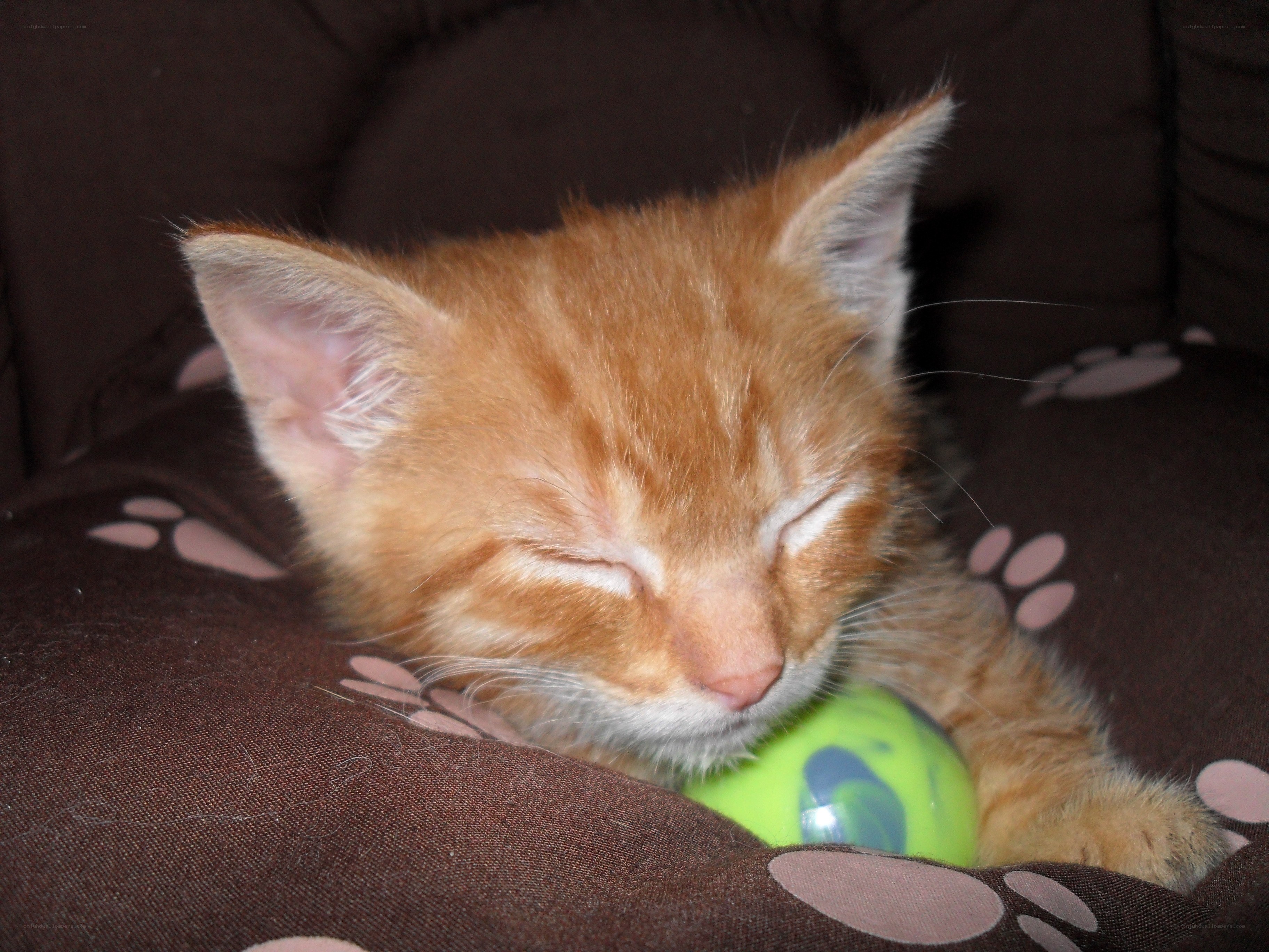 sleeping orange kitten