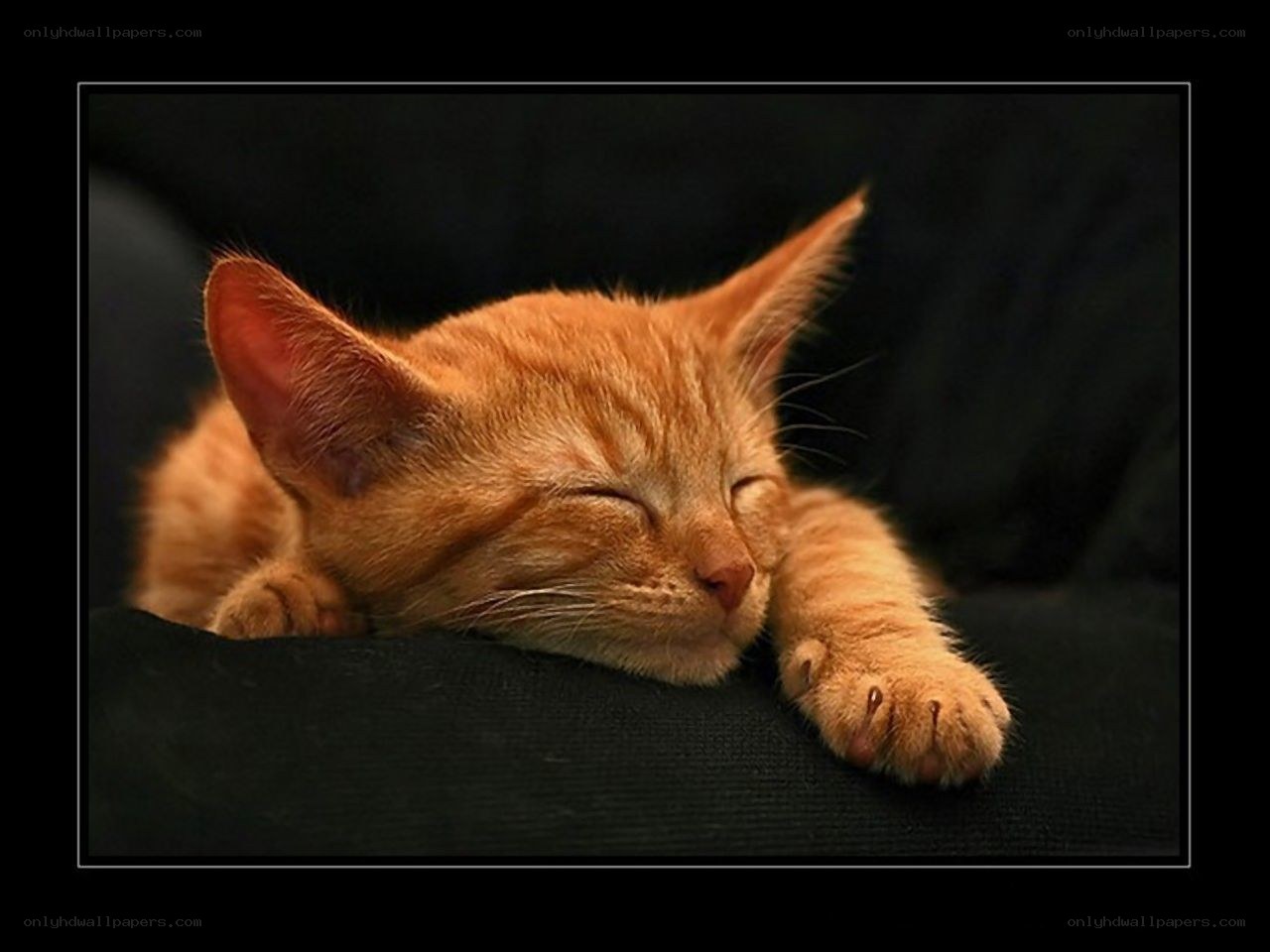 Sleeping orange kitten