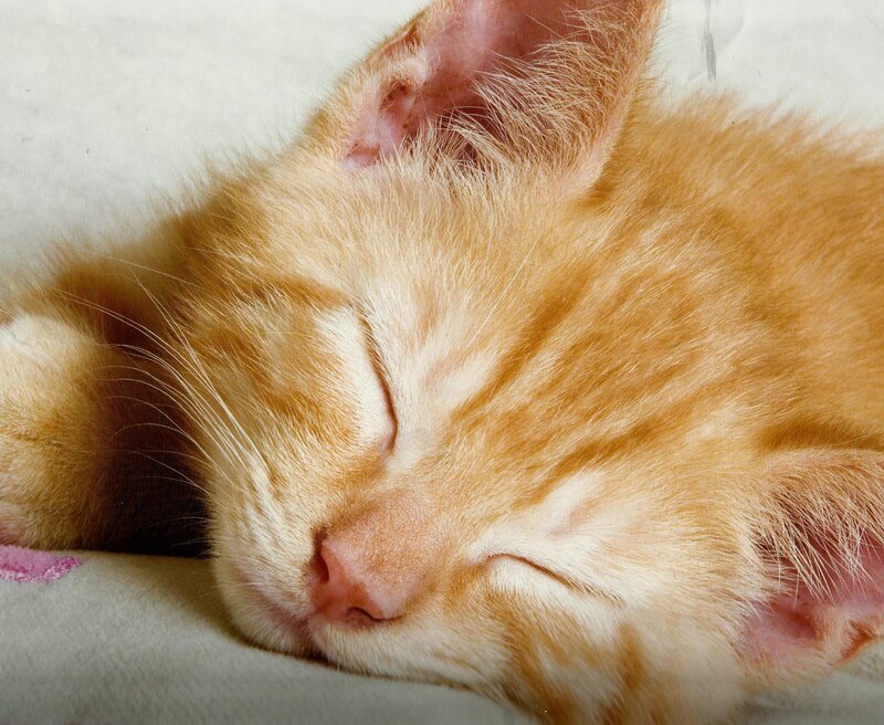 Sleeping Orange Kitten — Peaceful, Photograph, Cat