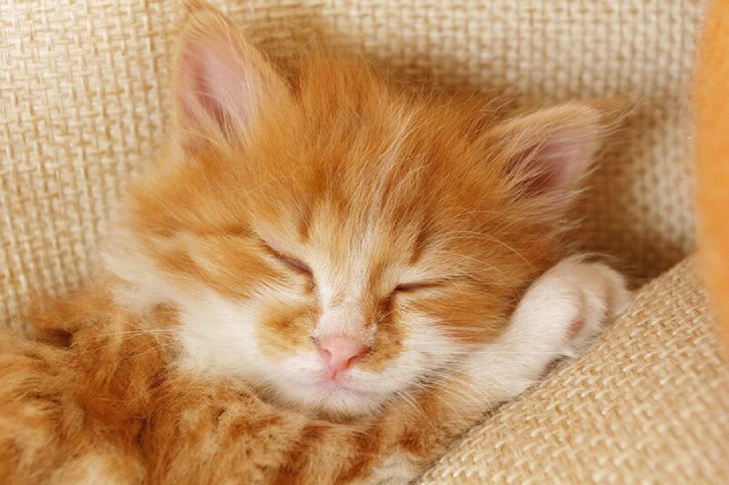 Sleeping Orange Kitten — Peaceful, Photograph, Cushion